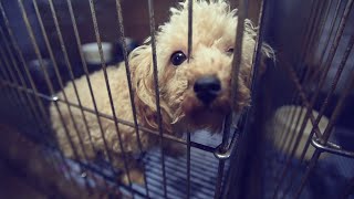 Protect dogs from puppy mills!