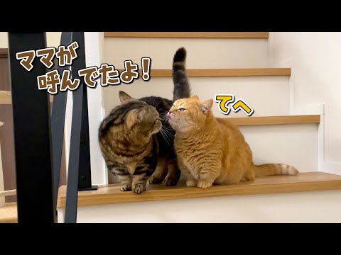 ママの代わりに兄猫を呼びに行ってくれる弟猫が可愛すぎる！