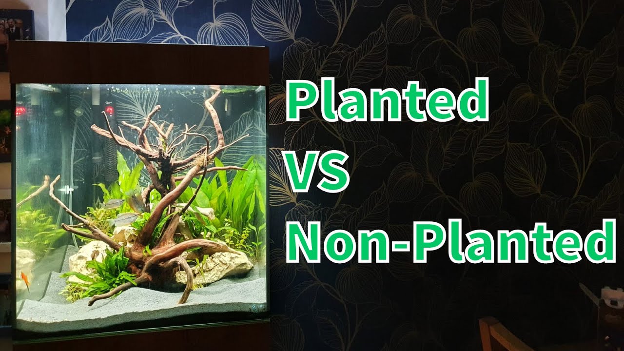 TOP 5 PLANTED VS NONPLANTED AQUARIUMS PROS YouTube
