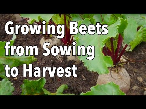 Growing Beets from Sowing to