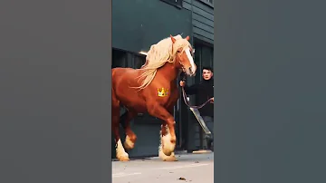 اضخم حصان بالعالم Giants Horse 