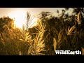 WildEarth - Sunrise Safari -  11 November 2023