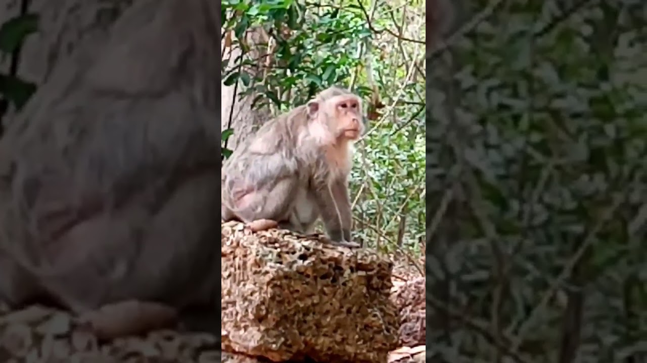 Scarlet walk to sit on Literite Stone