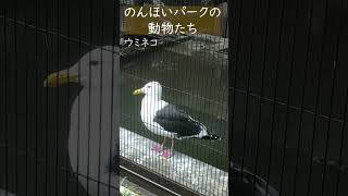 とことこ、毛づくろい中#ウミネコ #blacktailedgull #animal ＃動植物公園　＃豊橋　＃愛知　＃animal #動物園　#zoo #shorts