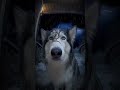 ❄️ “Husky Trapped in the Icy Storm — Real Ring Footage”