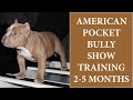 American pocket bully show training progress from 2 to 5 months old  dog  dogtraining   puppy