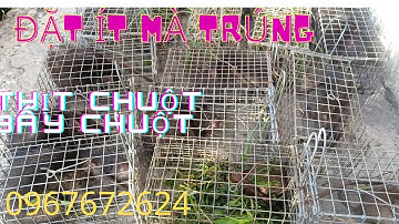 Thăm Bẫy Chuột Cống Nhum, Tập 153( cuối đời gặp lan)#ccvlog