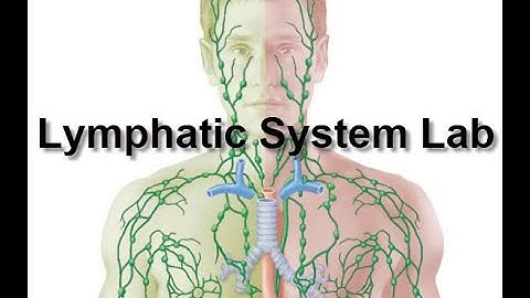 Outline Video: The Lymphatic System Lab