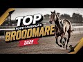 Rose's Desert | 2025 North American Broodmare Queen