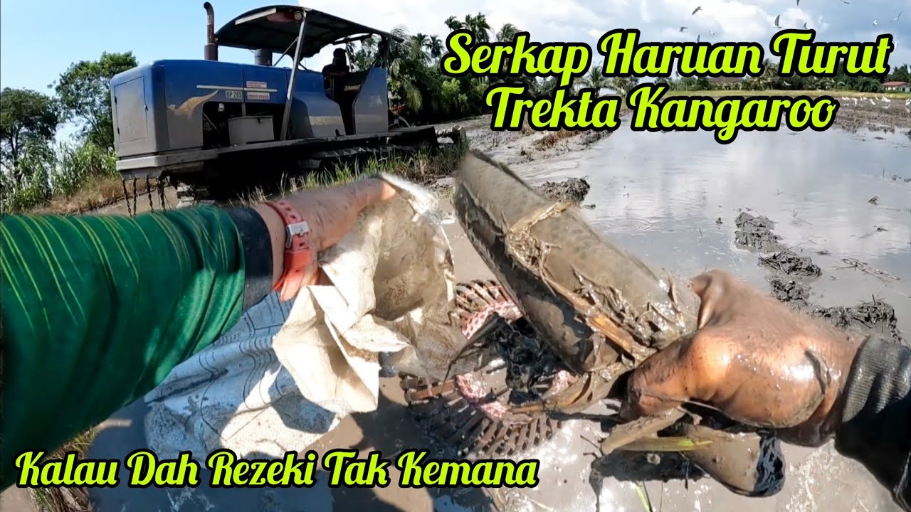 Serkap Ikan Darat Trekta Ford VS Kangaroo Kalu Ada Rezeki Takkan Kemana Spot Pematang Buluh s439