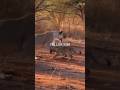 lion vs haymaker attack each other #shorts