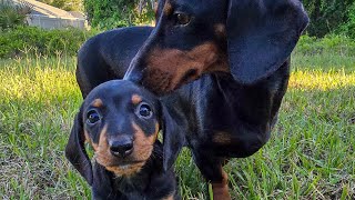 MOTHER'S LIFE WITH DACHSHUND PUPPIES