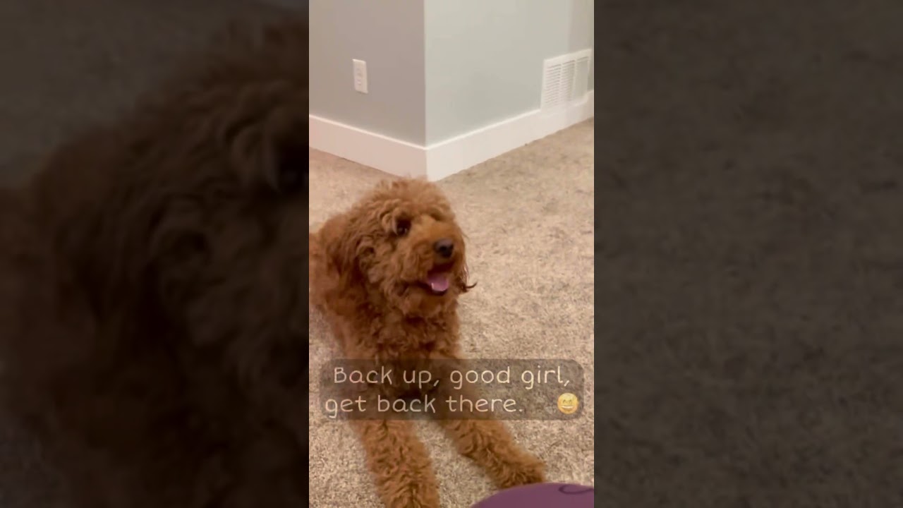 Golden Doodles are so cute! 🐶☺️😁🦴 