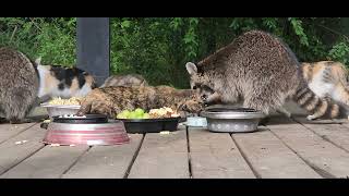 Tuesday dinner time. Four Raccoons and five or six Kitties.