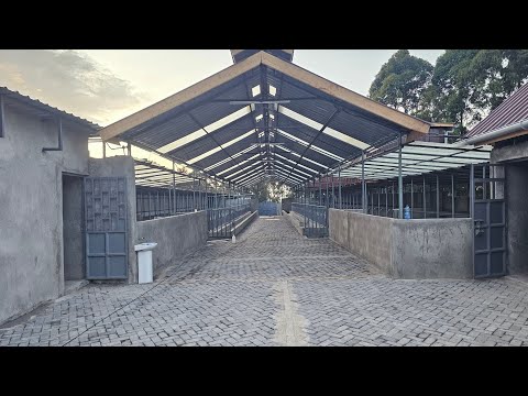 Modern cowshed in details  that will hold 52 cows 