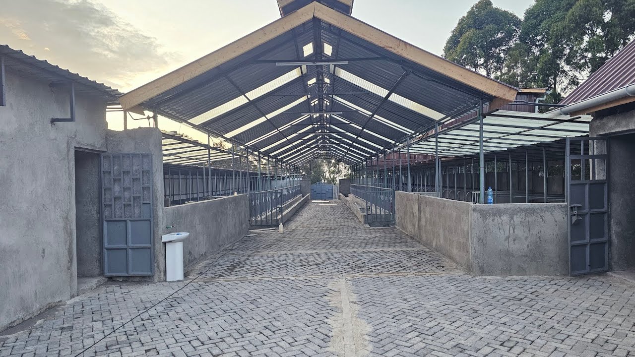 Modern cowshed in details  that will hold 52 cows 
