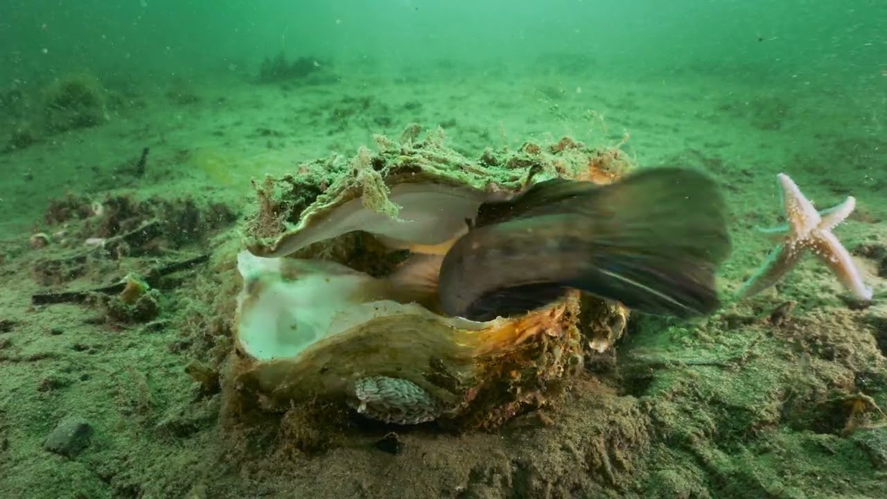 Havets intelligens, avsnitt 5