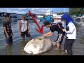 GEGER..!! Ditemukan Benda Aneh Di Perut Ikan Langka Yang Ditemukan Mati Mengenaskan Di Ambon