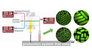 Engineered Heart Tissue