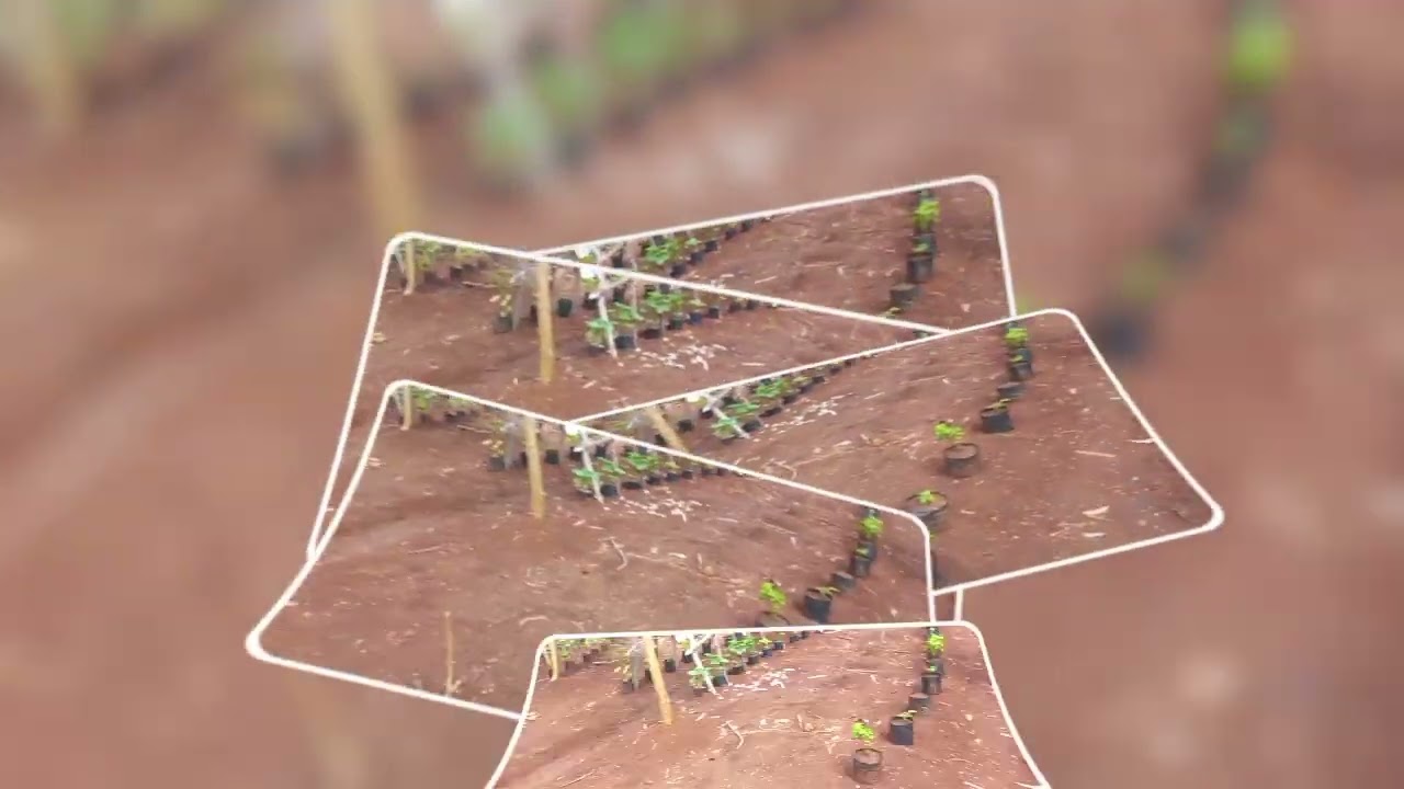 Bertani dikit demi sedikit lama lama menjadi bukit.