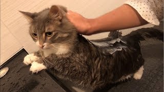 新しい風呂場でシャワーを浴びる猫 ノルウェージャンフォレストキャット A cat takes a shower.Norwegian Forest Cat.