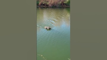 German wire haired pointer retrieving a duck! 👍