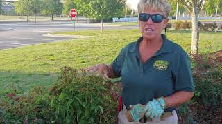 Rose Rosette Disease | Witch's Broom | Witches' Broom | Disease on Roses