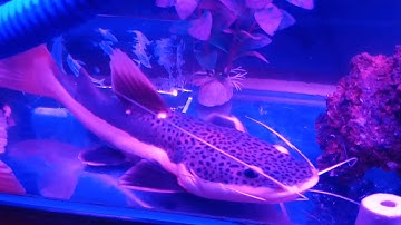 Vẻ đẹp của Hồng vỹ và cửu sừng dưới đèn hồng