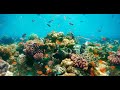 Amari Havodda Maldives House Reef & Snorkeling 2019 | How to book cheapest?(description)