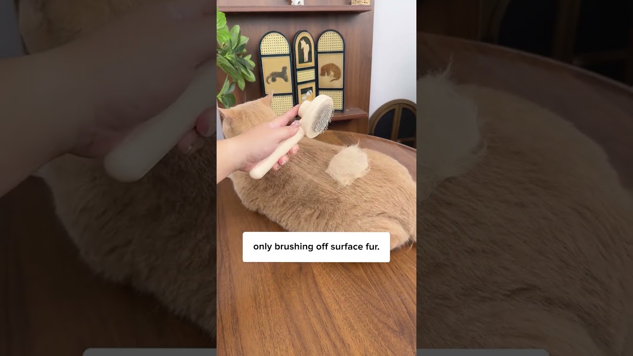 Как шерсть моей кошки становится гладкой