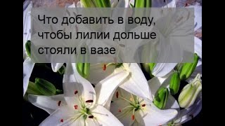 Что добавить в воду, чтобы лилии дольше стояли в вазе