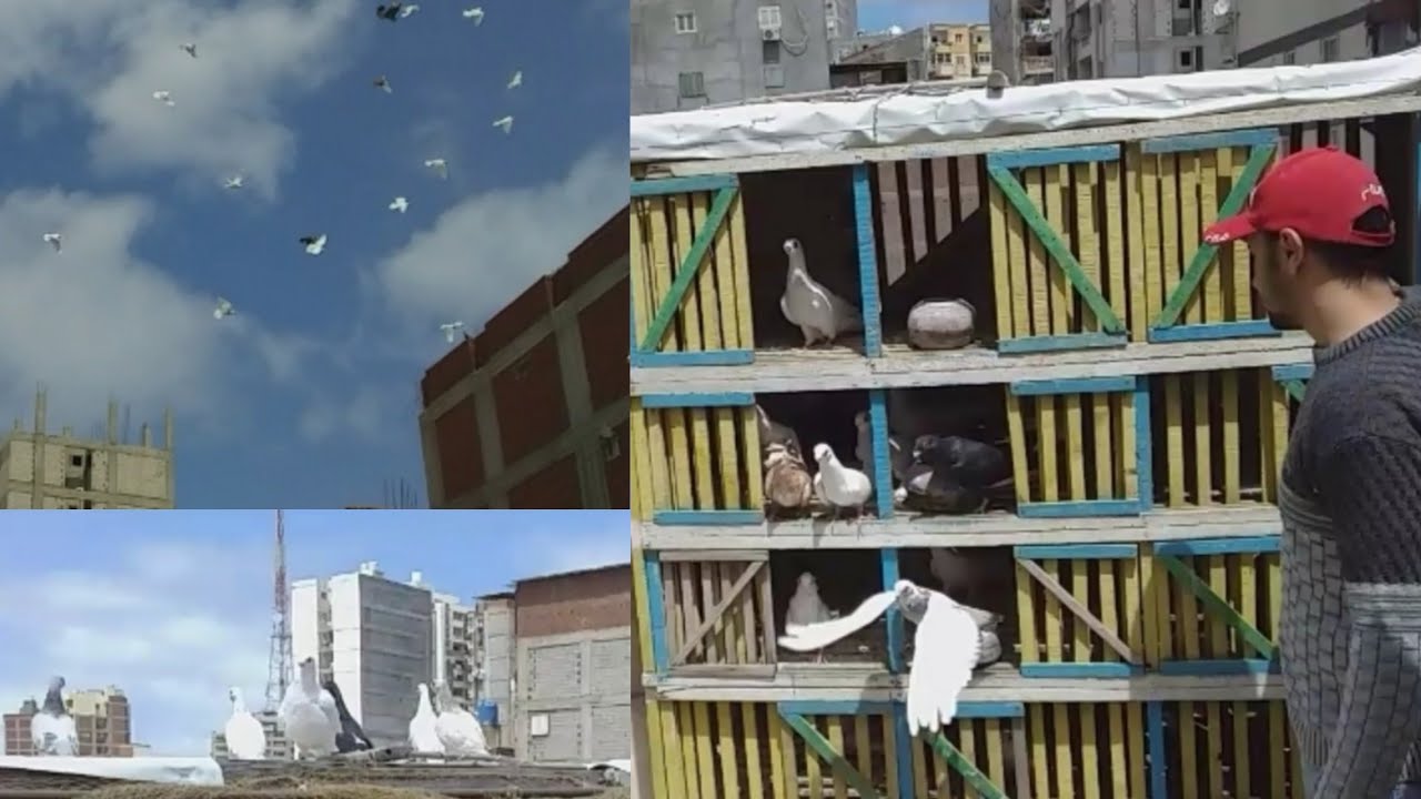 نش الزغاليل واهم معلومات للمبتدئين - محمد رزق