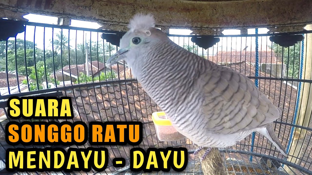 PERKUTUT SONGGO RATU GACOR UNTUK MEMANCING SUARA PERKUTUT LAIN