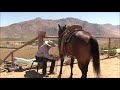 Step Two for Teaching Your Horse to Tie Off and Hold the Rope