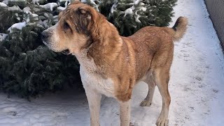 Пк Каплан вл.Мурат ага Адилет ага Талдыкорган /  Каплан Чемпиона Кубок Алаш Орда до 72кг