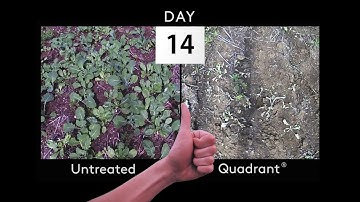 Quadrant® herbicide 14 day timelapse