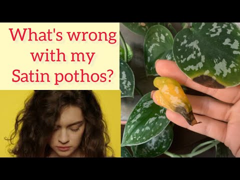 Why Satin pothos have spots on leaves ? How do you fix yellowing on  Scindapsus pictus ? - YouTube
