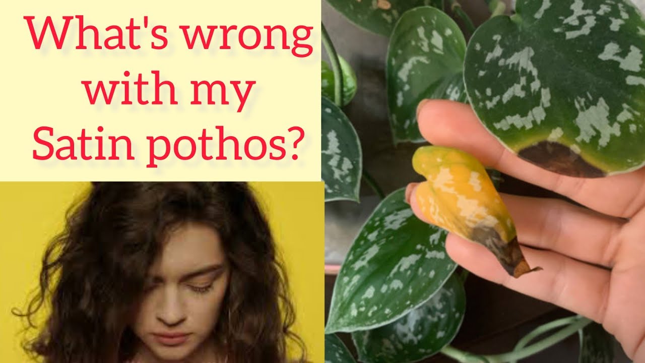 Why Satin pothos have spots on leaves ? How do you fix yellowing on  Scindapsus pictus ?