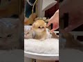 この子猫で心がとろける。 #猫 #子猫 #可愛い