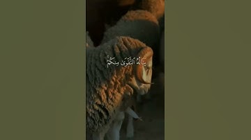 ما تيسر من سورة الحج...القارئ أبو النور