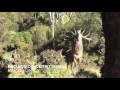 Monster Roaring Red Stag Close Encounter, Roar 2016, New Zealand