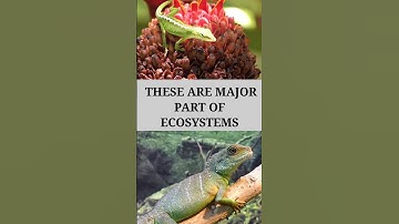 WHY LIZARDS ARE IMPORTANT | #trendingshorts #trending #viral #viralvideo #viralshorts #shorts #wild