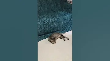 Simba Or Baby Simba 
