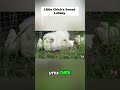 Adorable Baby Chick's Sweet Goodnight Song | Encyclopedia Through #shorts #babychickens #chicks