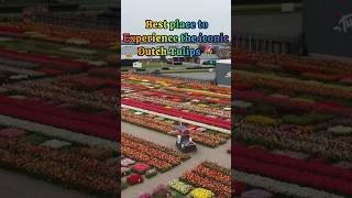 Tulip Experience Amsterdam | A Must on the list #shorts