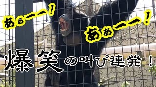 A monkey screaming like a human