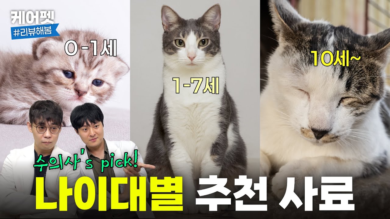 수의사가 알려주는 고양이 연령대별 사료 추천