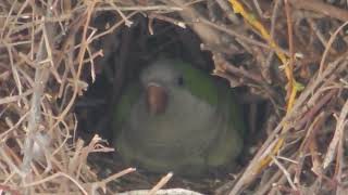 #35 Cute Monk Parakeets (Quaker Parrots) in Own Nest / オキナインコ / तोता