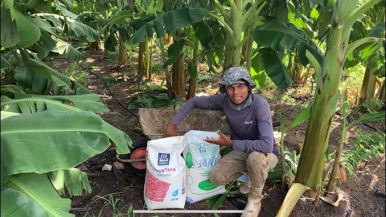 ESSES ADUBOS VÃO FAZER SEUS BANANAIS DESENVOLVER BEM MELHOR 
