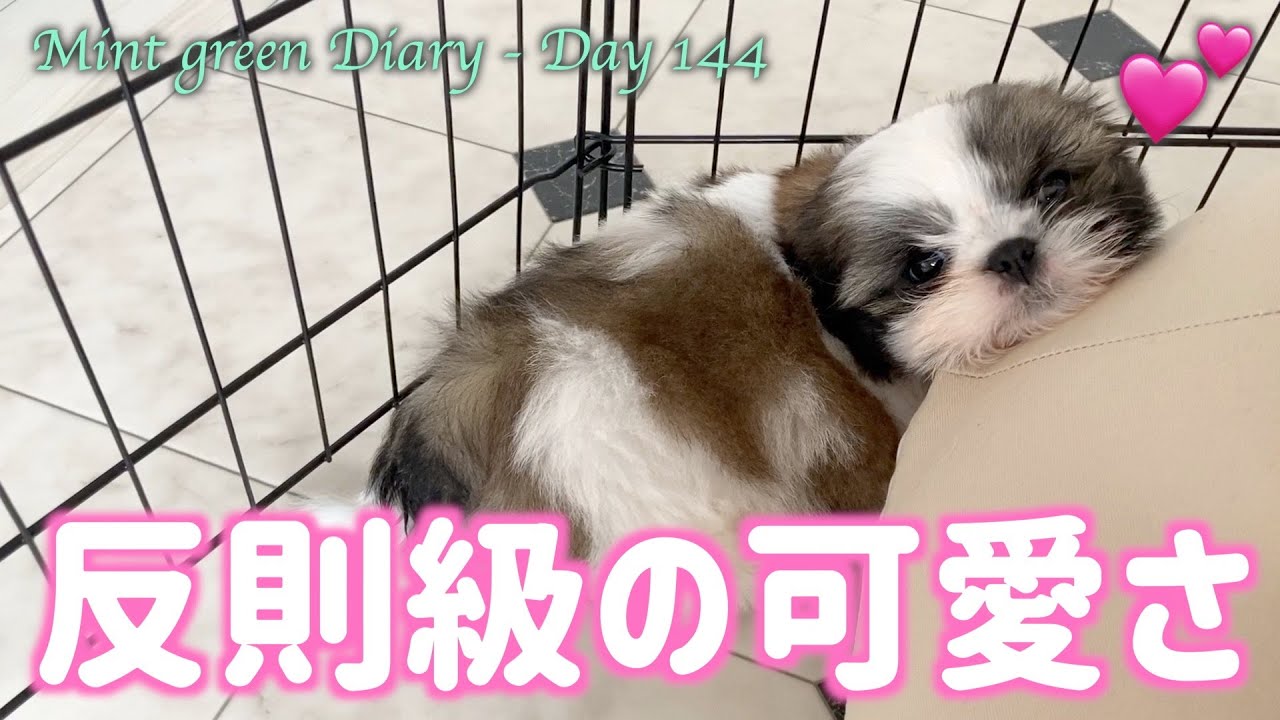 シーズー 生後２ヶ月の可愛すぎる子犬時代 ママのiphone秘蔵のお宝動画を公開 143日目 Youtube